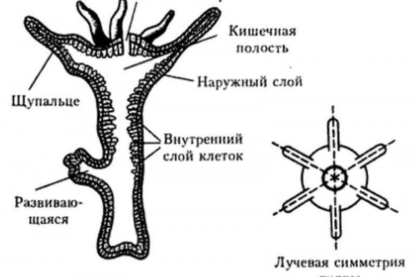 Https blacksprut net bs2web top